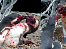 Un  pingüino encontró a su pareja con otro y se desató una violenta pelea.