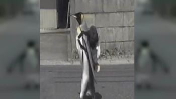 Porqué la pingüina Lala es furor en Japón Porqué la pingüina Lala es furor en Japón