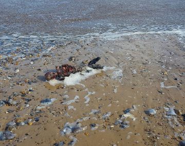 La extraña criatura hallada en la playa.