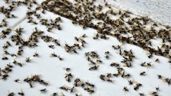 Hormigas voladoras invaden el AMBA Hormigas voladoras invaden el AMBA