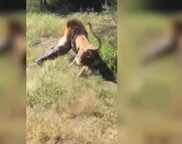 ¡Estremecedor! Un león atacó al dueño de un safari frente a turistas