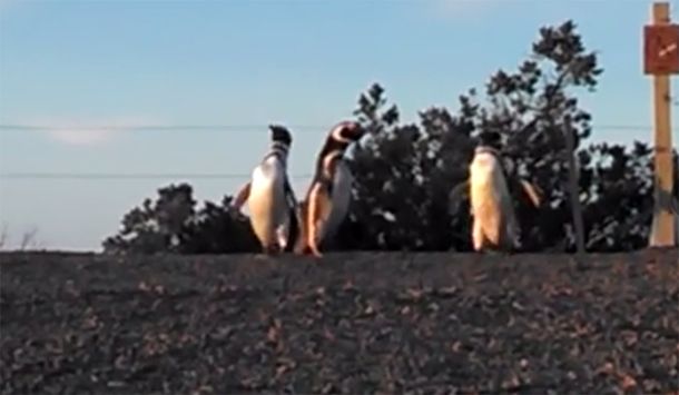 VIDEO: Comenzaron a llegar los pingüinos a Punta Tombo