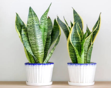 investigación de la NASA no solo resalta la belleza de las plantas, sino también su capacidad para mejorar nuestra salud y bienestar.