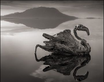 Un lago de Tanzania convierte a los animales en estatuas