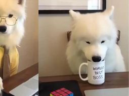 Si no te gusta te despido: su jefe le mandó un video, ella lo publicó y se viralizó