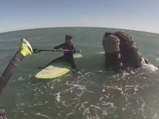 El impactante encuentro de dos surfistas con 12 ballenas en Monte Hermoso