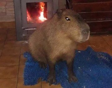 Marlin en su casa. (Imagen gentileza 0223.com)&nbsp;