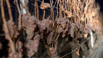 Las uvas Silvaner son las protagonistas Las uvas Silvaner son las protagonistas