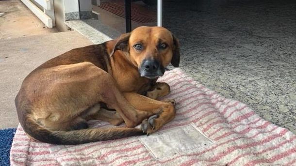 Brasil: un perro espera a su dueño en la puerta del hospital en el que murió