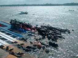 Casi 5 mil vacas ahogadas al hundirse barco