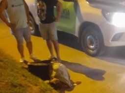 Vecinos detuvieron a golpes a un ladrón que robó e hirió a un prefecto