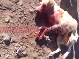 desalmado: un policia le disparo con su arma a una perra desalmado: un policia le disparo con su arma a una perra