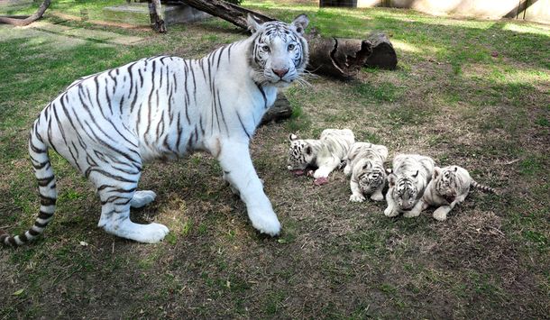 Presentan cuatro tigres de bengala blancos en el zoológico de Buenos Aires
