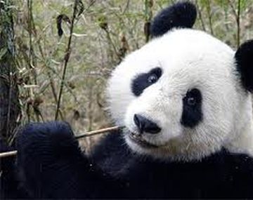 Osos panda hembras gigantes vuelven a su hogar tras cuatro años