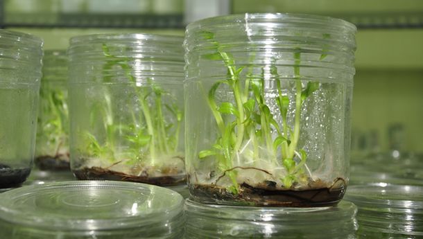 Clonarán especies vegetales en peligro de extinción