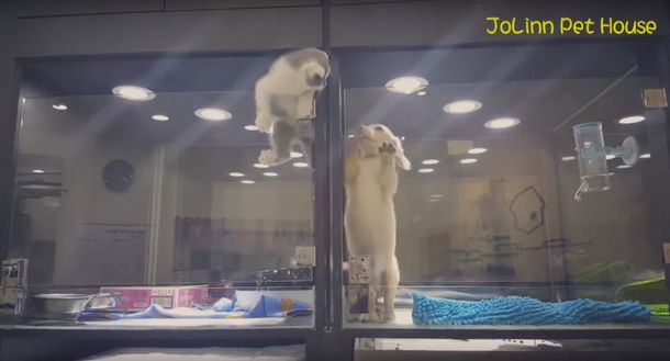 VIDEO: Un gato escapó de su jaula para visitar a un perro