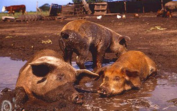 Chanchos