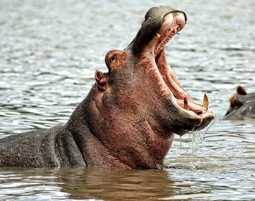 Un hipopótamo se tragó a un nene de 2 años: el dramático rescate