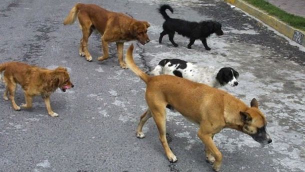 Neuquén: quienes adopten perros de la calle podrían pagar menos impuestos