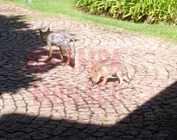 Alerta en Hudson: denuncian que zorros se comen a los perros en los countries