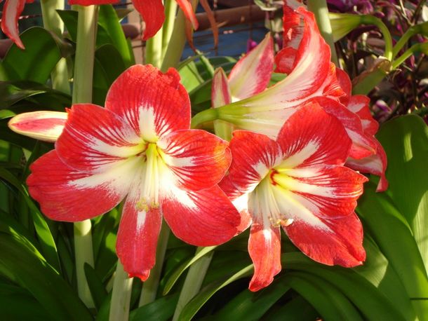 Convocatoria (flores y mamá 032.jpg)