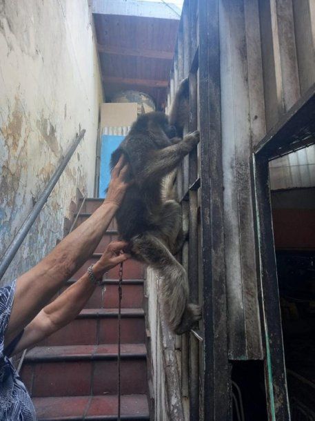 Rescatan a un mono carayá en el barrio porteño de Pompeya