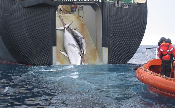 Ballena