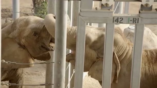 Una elefanta se encuentra con otra tras estar 37 años sola
