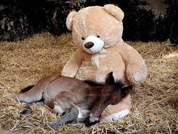 potrillo huerfano encuentra consuelo en un oso de peluche potrillo huerfano encuentra consuelo en un oso de peluche