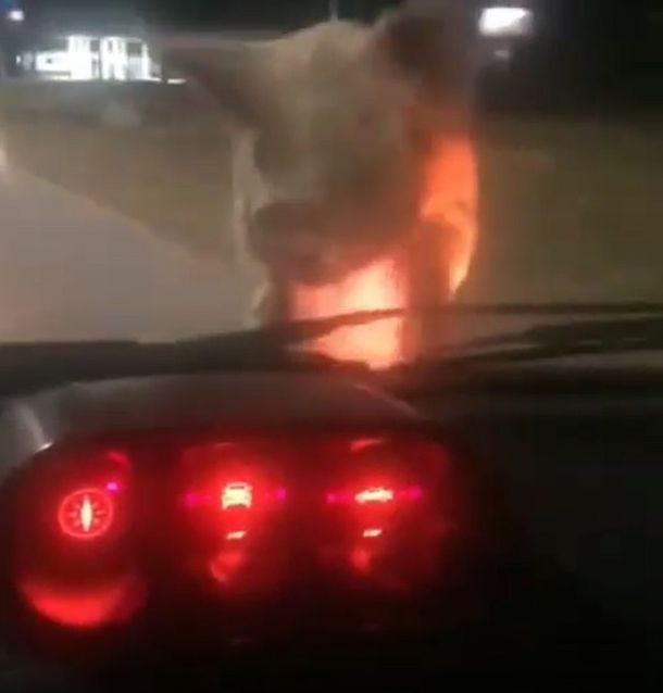 VIDEO: Un chancho causó estragos en Bahía Blanca
