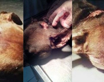 Una perra fue atacada a machetazos en Santa Fe