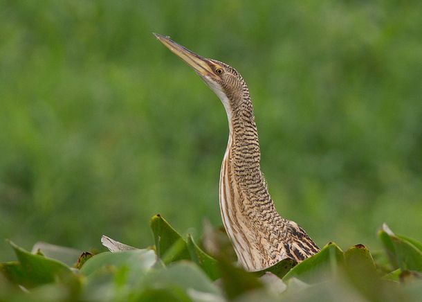 Temperley: sorpresa por la aparición de un extraño pájaro