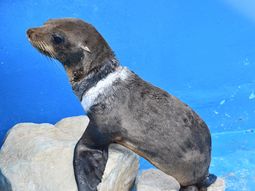 Así fue el rescate de un lobo marino herido por un plástico
