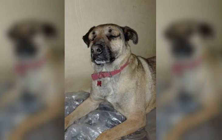 Un perro salvó a un nene de ser mordido por una yarará y casi muere