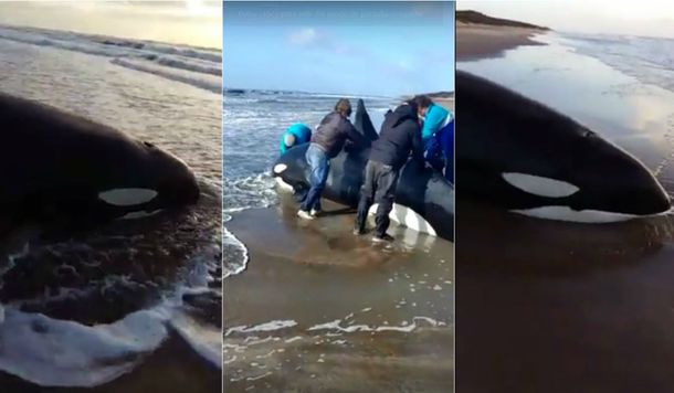 Así quedó la orca en la Costa Atlántica