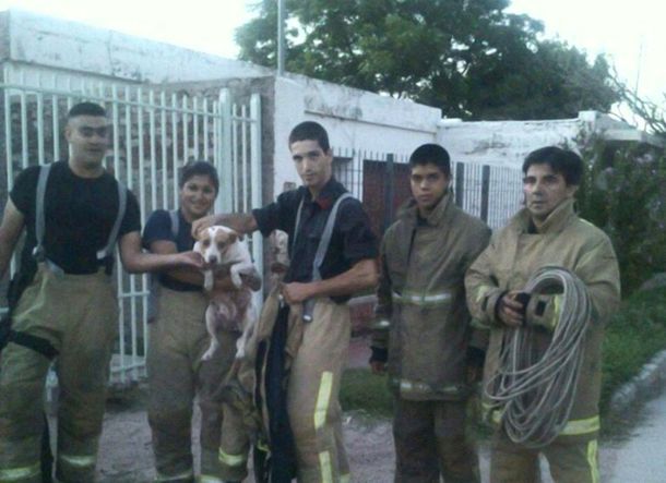 Emocionante rescate a una perra que vivió sola desde que murió su dueña