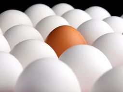 ¿cuantos huevos comimos los argentinos en 2014? ¿cuantos huevos comimos los argentinos en 2014?