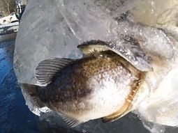 En un bloque de hielo un pez quedó atascado cuando intentada comerse a otro En un bloque de hielo un pez quedó atascado cuando intentada comerse a otro