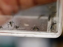 Dengue: el nuevo síntoma que advierten los expertos