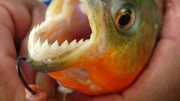 las palometas atacaron a 18 personas en concordia las palometas atacaron a 18 personas en concordia