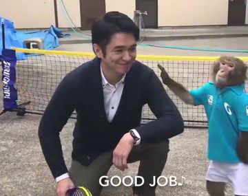 Un mono la rompe jugando al tenis y sorprende a todos