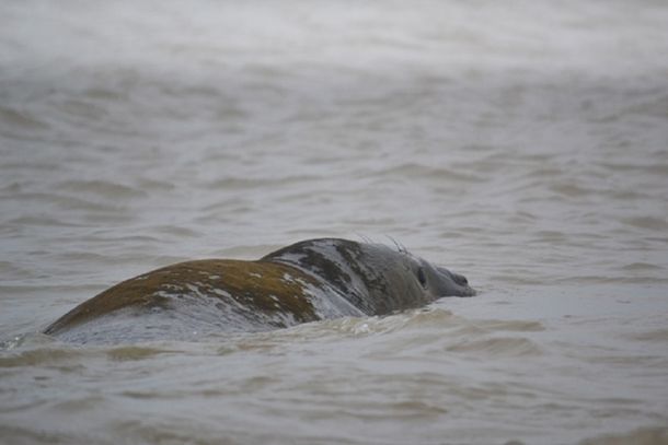 VIDEO: El elefante marino que apareció en Gualeguaychú fue devuelto al mar