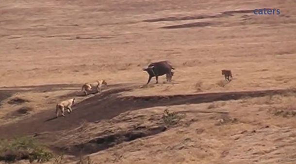 Un búfalo defiende a su cría del ataque de tres leones