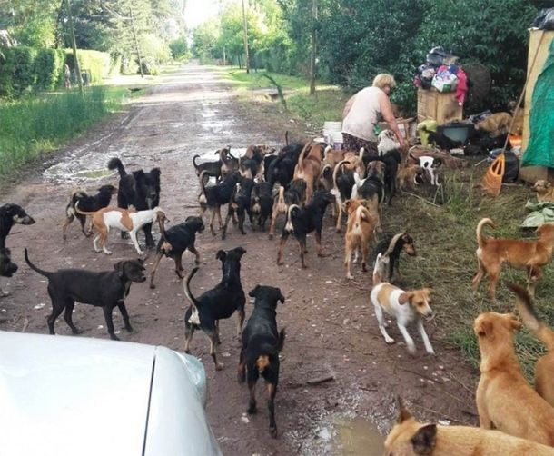 Rescataron a 120 perros de Berazategui y sus dueñas recibirán ayuda psicológica