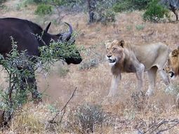 La pelea entre leones y un búfalo en un parque de Sudáfrica La pelea entre leones y un búfalo en un parque de Sudáfrica