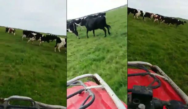 Gritos, vacas y locura total: así esperan los uruguayos los partidos del Mundial