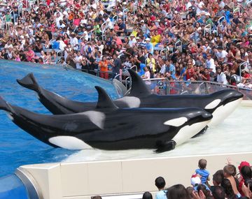 Entrenador se salva de milagro tras el ataque de una orca