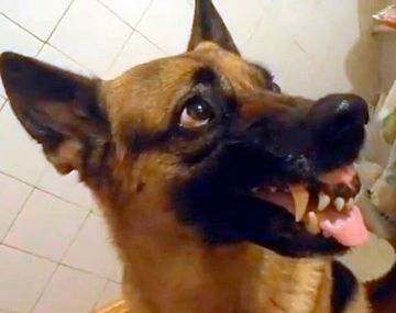 Los extraños cambios de ánimo de un perro con su dueño