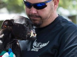 rescataron a una perra pitbull sin nariz que se gano los corazones de la web rescataron a una perra pitbull sin nariz que se gano los corazones de la web