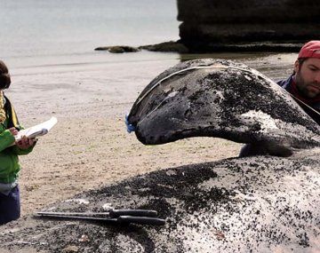 Advierten que aumenta el número de ballenas enmalladas con redes y sogas por la actividad pesquera